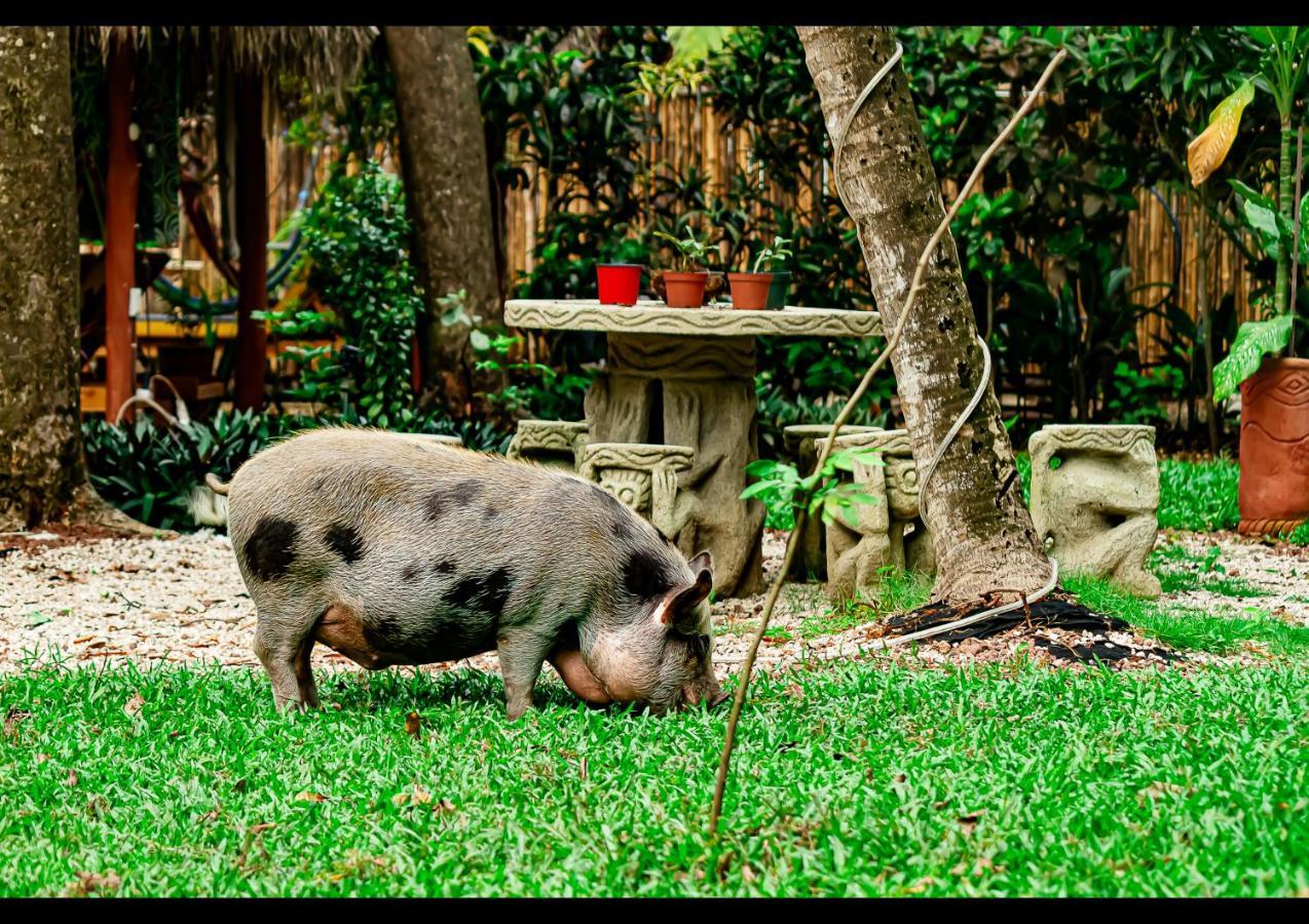 Villas Pura Vibra Potrero  Exteriér fotografie